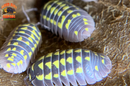 "Gestroi" Gorgeous Yellow Spotted Isopods (Armadillidium gestroi) 10-25 Count
