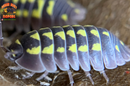 "Gestroi" Gorgeous Yellow Spotted Isopods (Armadillidium gestroi) 10-25 Count