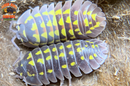 "Gestroi" Gorgeous Yellow Spotted Isopods (Armadillidium gestroi) 10-25 Count