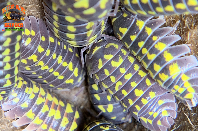 "Gestroi" Gorgeous Yellow Spotted Isopods (Armadillidium gestroi) 10