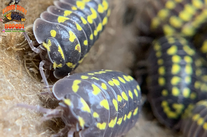 "Gestroi" Gorgeous Yellow Spotted Isopods (Armadillidium gestroi) 10