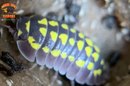 "Gestroi" Gorgeous Yellow Spotted Isopods (Armadillidium gestroi) 10-25 Count