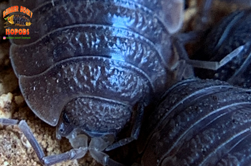 "Giant Canyon" Bearded Dragon Feeder Isopods (Porcellio dilatatus) 10 Count