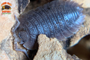 "Giant Canyon" Bearded Dragon Feeder Isopods (Porcellio dilatatus) 10 Count