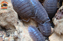 "Giant Canyon" Bearded Dragon Feeder Isopods (Porcellio dilatatus) 10 Count