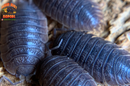 "Giant Canyon" Bearded Dragon Feeder Isopods (Porcellio dilatatus) 10 Count