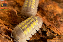 "Granulatum" Yellow Spanish Isopods  (Armadillidium granulatum) 10 Count