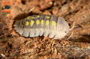 "Granulatum" Yellow Spanish Isopods  (Armadillidium granulatum) 10 Count