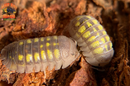 "Granulatum" Yellow Spanish Isopods  (Armadillidium granulatum) 10 Count