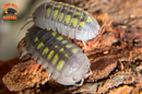 "Granulatum" Yellow Spanish Isopods  (Armadillidium granulatum) 10 Count