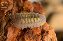 "Granulatum" Yellow Spanish Isopods  (Armadillidium granulatum) 10 Count