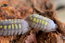 "Granulatum" Yellow Spanish Isopods  (Armadillidium granulatum) 10 Count