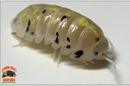"Magic Potion" Isopods "Japanese Line" (Armadillidium vulgare) 10-50 Count