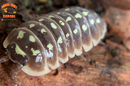 "Klugii Pudding" Clown Isopods (Armadillidum klugii) 10 Count