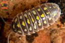 "Klugii Pudding" Clown Isopods (Armadillidum klugii) 10 Count