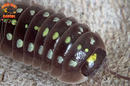 "Klugii Pudding" Clown Isopods (Armadillidum klugii) 10 Count