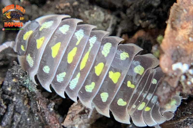"Klugii Pudding" Clown Isopods (Armadillidum klugii) 10 Count