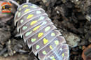 "Klugii Pudding" Clown Isopods (Armadillidum klugii) 10 Count