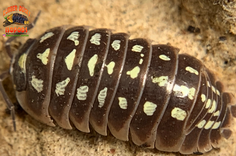 "Klugii Pudding" Clown Isopods (Armadillidum klugii) 10 Count