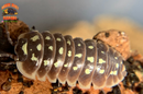 "Klugii Pudding" Clown Isopods (Armadillidum klugii) 10 Count