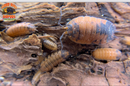 "Lava" STUNNING Orange and Blue Isopods (Porcellio scaber) 10 Count