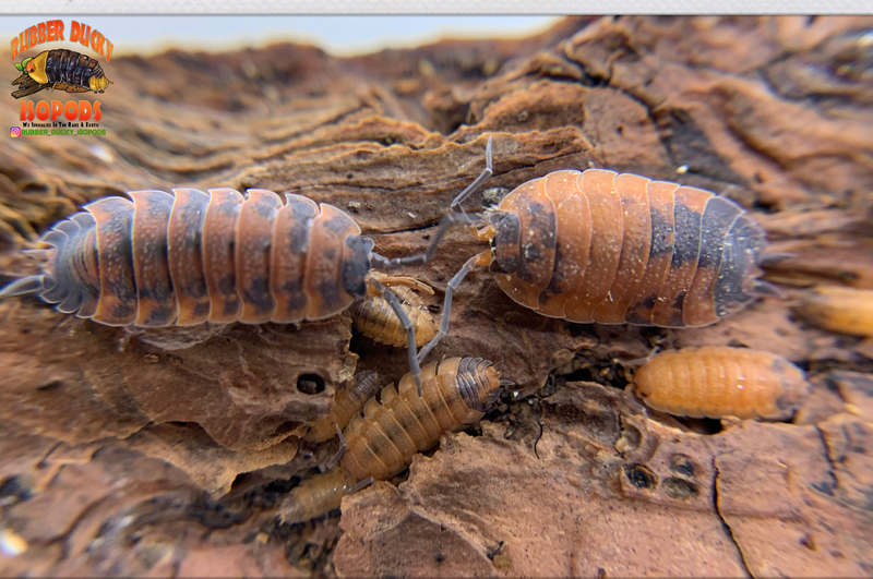 "Lava" STUNNING Orange and Blue Isopods (Porcellio scaber) 10 Count