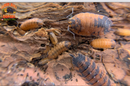 "Lava" STUNNING Orange and Blue Isopods (Porcellio scaber) 10 Count