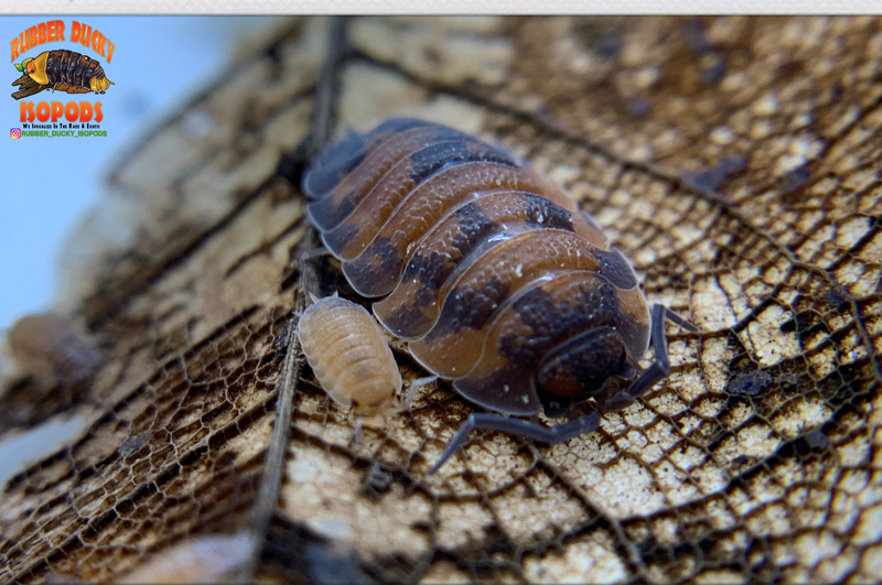 "Lava" STUNNING Orange and Blue Isopods (Porcellio scaber) 10 Count