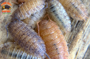 "Lemonade" Yellow Clean Up Crew Isopods (Porcellio scaber) 10 Count