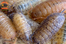 "Lemonade" Yellow Clean Up Crew Isopods (Porcellio scaber) 10 Count