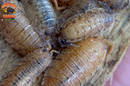 "Lemonade" Yellow Clean Up Crew Isopods (Porcellio scaber) 10 Count