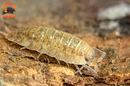 "Lemonade" Yellow Clean Up Crew Isopods (Porcellio scaber) 10 Count