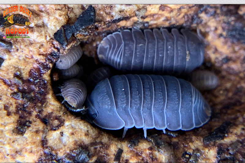 Little Sea Roly Poly Isopods (Cubaris murina) 10 Count