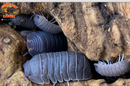 Little Sea Roly Poly Adult Isopods (10 Count)  