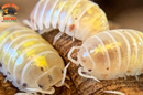 "Magic Potion" Isopods "American Line" (Armadillidium vulgare) 10 Count