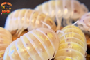 "Magic Potion" Isopods "American Line" (Armadillidium vulgare) 10 Count