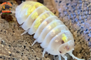 "Magic Potion" Isopods "American Line" (Armadillidium vulgare) 10 Count