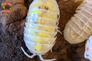 "Magic Potion" Isopods "American Line" (Armadillidium vulgare) 10 Count