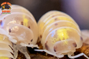 "Magic Potion" Isopods "American Line" (Armadillidium vulgare) 10 Count