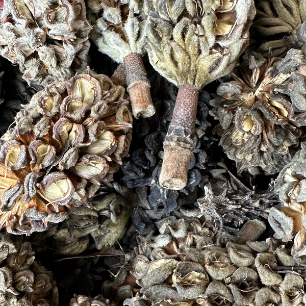 Magnolia Tree Seed Pods (Tennessee Mountains Elevation 5,512) Magnolia Tree Seed Pods (Tennessee Mountains Elevation 5,512)