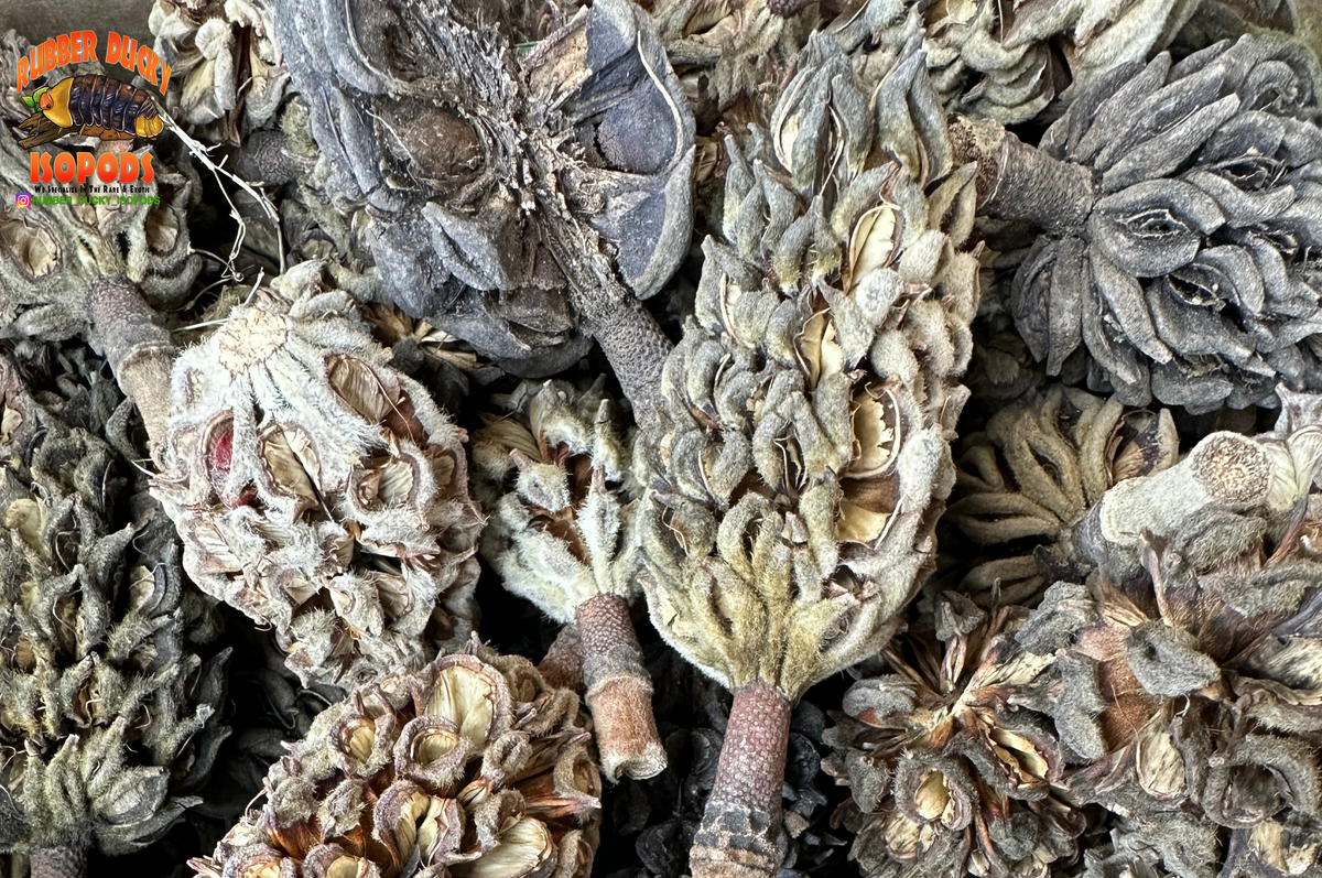 Magnolia Tree Seed Pods (Tennessee Mountains Elevation 5,512)