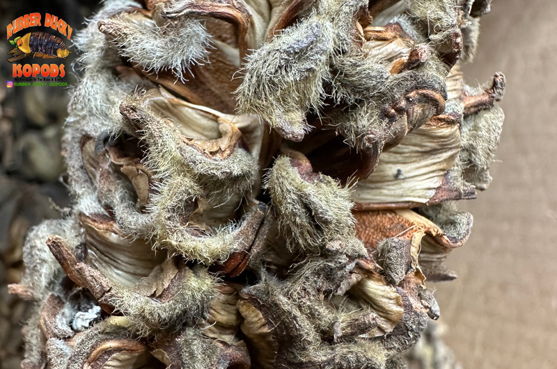 Magnolia Tree Seed Pods (Tennessee Mountains Elevation 5,512)