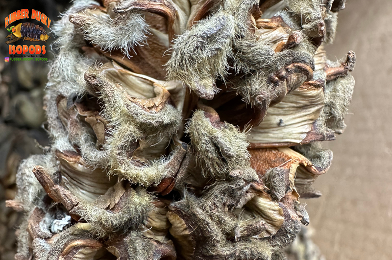 Magnolia Tree Seed Pods (Tennessee Mountains Elevation 5,512) Magnolia Tree Seed Pods (Tennessee Mountains Elevation 5,512)