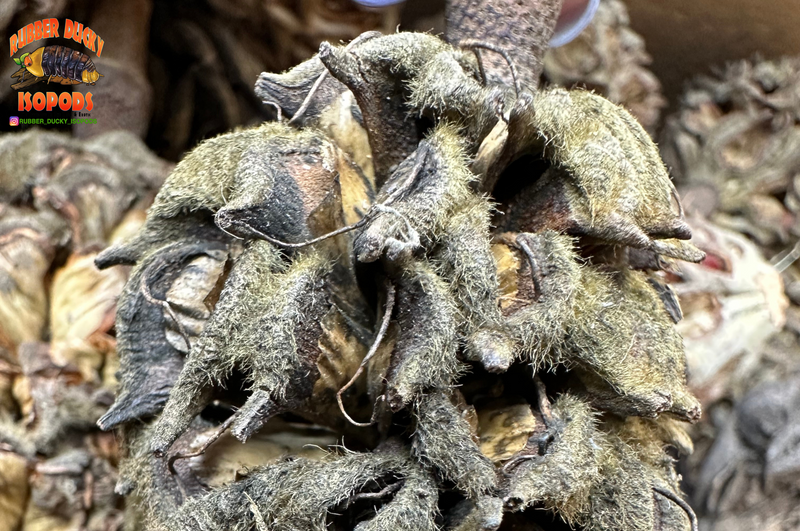 Magnolia Tree Seed Pods (Tennessee Mountains Elevation 5,512) Magnolia Tree Seed Pods (Tennessee Mountains Elevation 5,512)