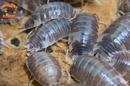 "Milk Back" Reptile Feeder Isopods (Porcellio laevis) 10-25 Count