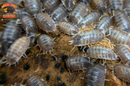 "Milk Back" Reptile Feeder Isopods (Porcellio laevis) 10-25 Count