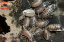 "Milk Back" Reptile Feeder Isopods (Porcellio laevis) 10-25 Count