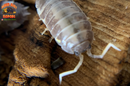 "Milk Back" Reptile Feeder Isopods (Porcellio laevis) 10-25 Count