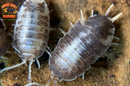 "Milk Back" Reptile Feeder Isopods (Porcellio laevis) 10-25 Count