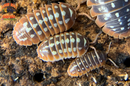 "Montenegro" Adriatic Sea Clown Isopods (Armadillidum klugii) 10 Count